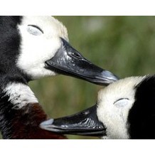 London Wetland Centre