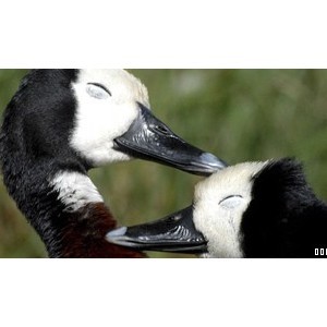 London Wetland Centre