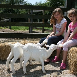 Longdown Activity Farm