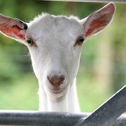 Longdown Activity Farm