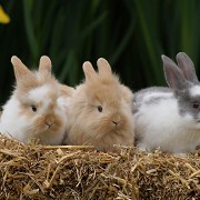 Longdown Activity Farm