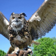 Marsh Farm Animal Adventure Park