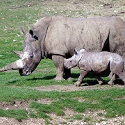 Marwell Zoo