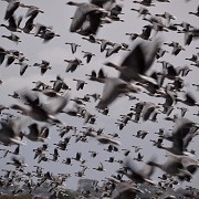 Pink-footed Geese © Scottish Wildlife Trust. 