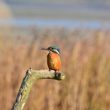 Kingfisher &copy; Scottish Wildlife Trust. 
