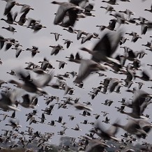 Pink-footed Geese &copy; Scottish Wildlife Trust. 