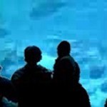 National Marine Aquarium