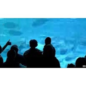 National Marine Aquarium