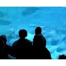 National Marine Aquarium