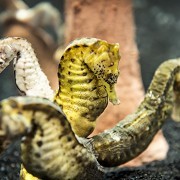 National Sea Life Centre - Birmingham