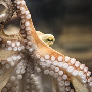 National Sea Life Centre - Birmingham