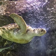 National Sea Life Centre - Birmingham