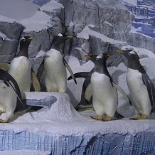 National Sea Life Centre - Birmingham