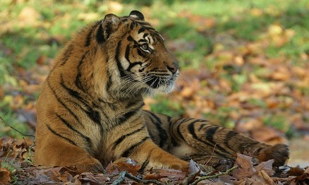 Paignton Zoo