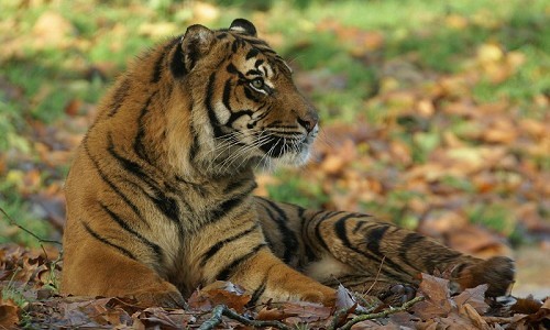 Paignton Zoo - © Ray Wiltshire