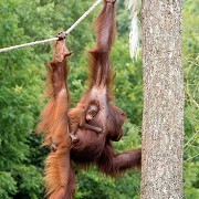 Paignton Zoo