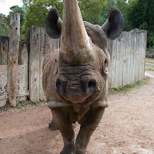 Paignton Zoo - &copy; Ray Wiltshire