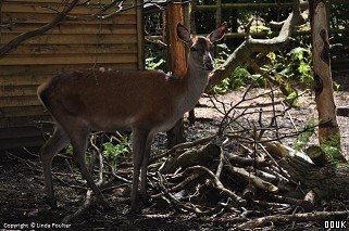 Paradise Wildlife Park