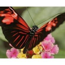 Pili Palas Nature World