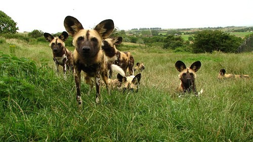 Port Lympne Reserve