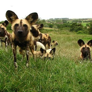 Port Lympne Reserve