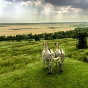 Port Lympne Reserve