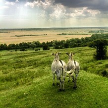 Port Lympne Reserve