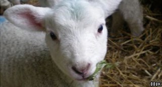 Rare Breeds Country Farm Park