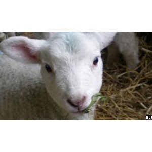 Rare Breeds Country Farm Park