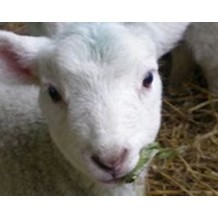 Rare Breeds Country Farm Park