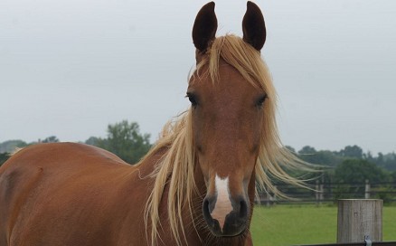 Redwings Horse Sanctuary Ada Cole
