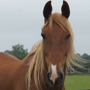 Redwings Horse Sanctuary Ada Cole