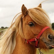 Redwings Horse Sanctuary Alysham