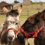 Redwings Horse Sanctuary Alysham