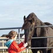 Redwings Horse Sanctuary Aylsham