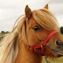 Redwings Horse Sanctuary Alysham