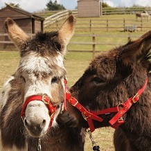 Redwings Horse Sanctuary Alysham