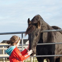 Redwings Horse Sanctuary Aylsham