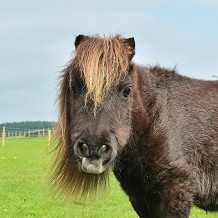 Redwings Horse Sanctuary Aylsham