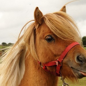 Redwings Horse Sanctuary Aylsham