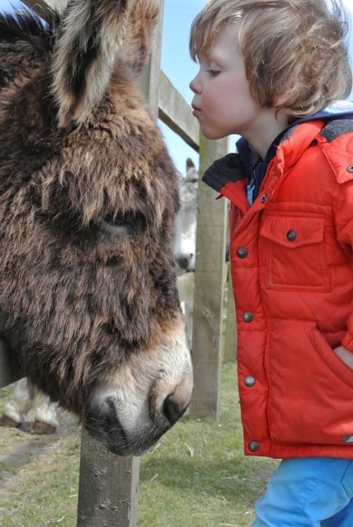 Redwings Horse Sanctuary Caldecott