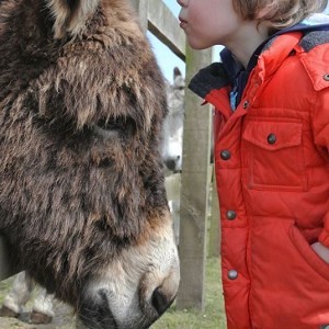 Redwings Horse Sanctuary Caldecott