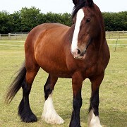 Redwings Horse Sanctuary Caldecott