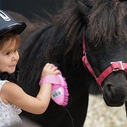 Redwings Horse Sanctuary Caldecott