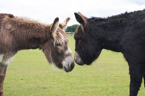 Redwings Horse Sanctuary Mountains