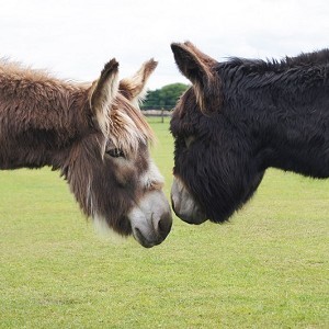 Redwings Horse Sanctuary Mountains