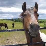 Redwings Horse Sanctuary Mountains