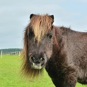 Redwings Horse Sanctuary Mountains