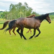 Redwings Horse Sanctuary Mountains