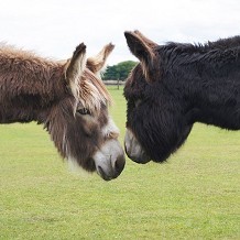 Redwings Horse Sanctuary Mountains